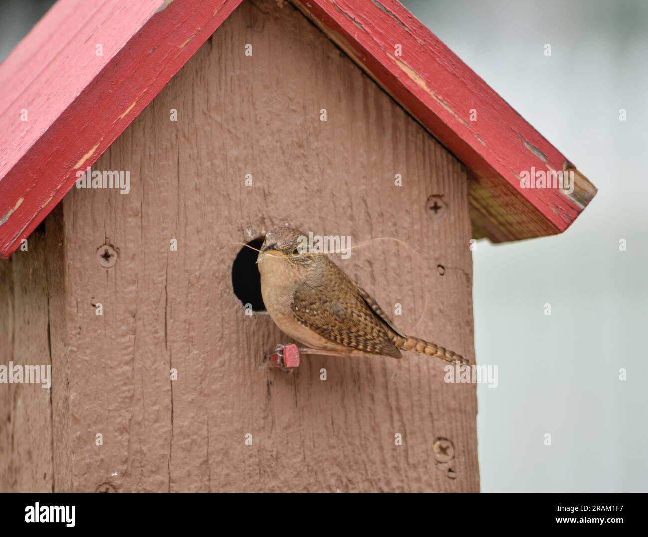 House Wren outside the bird house Stock Photo