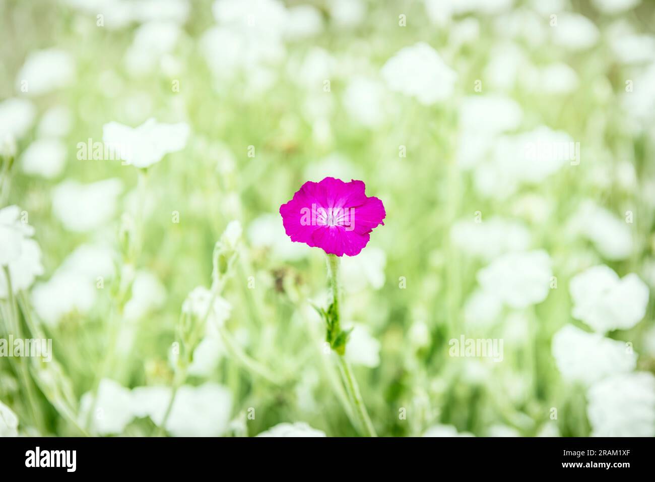 A purple flower standing out in a field of white flowers Stock Photo