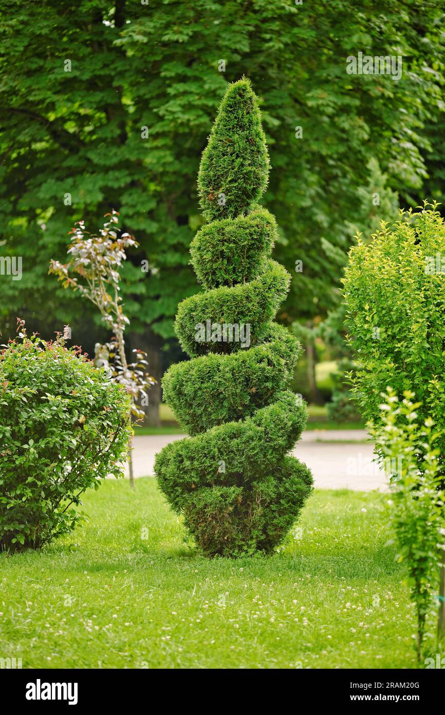 Spiral shape cutted thuja tree in the garden. The use of evergreen plants in landscape design. Thuja conifer trimmed in the form of a spiral Stock Photo