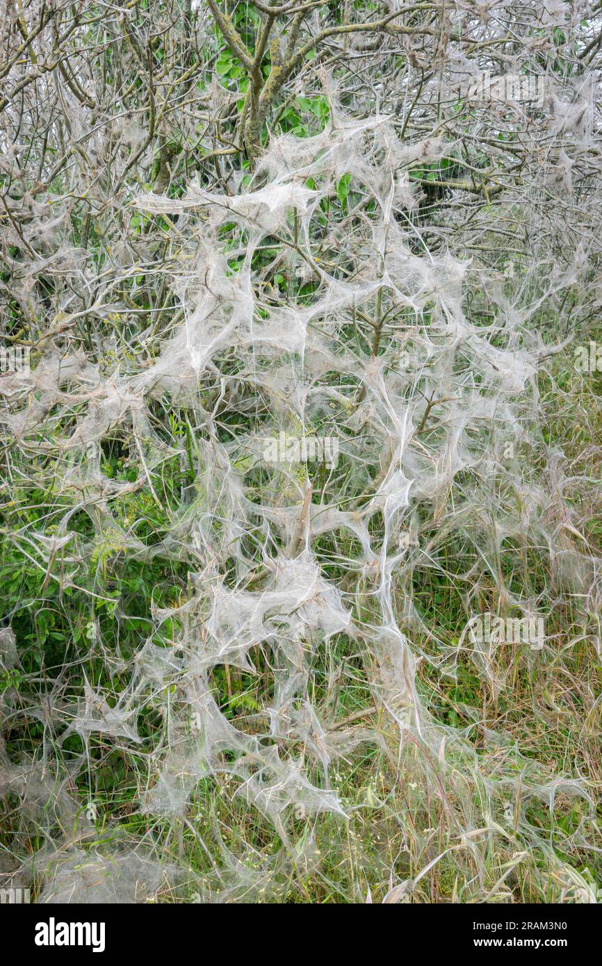 Bush full of white spider dragons Stock Photo