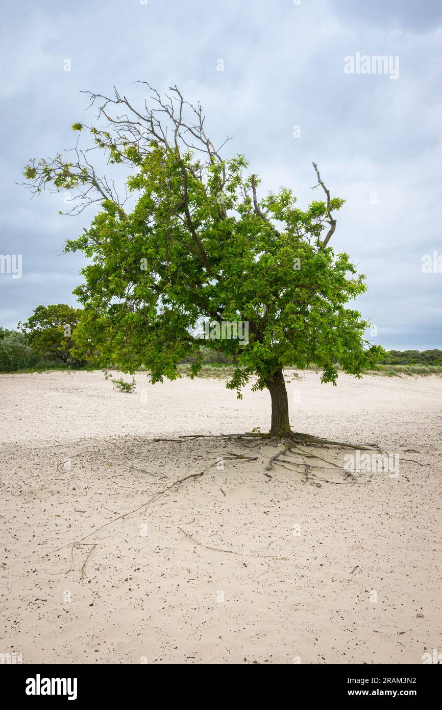 Lonely tree with exposed roots on a sandy plain Stock Photo