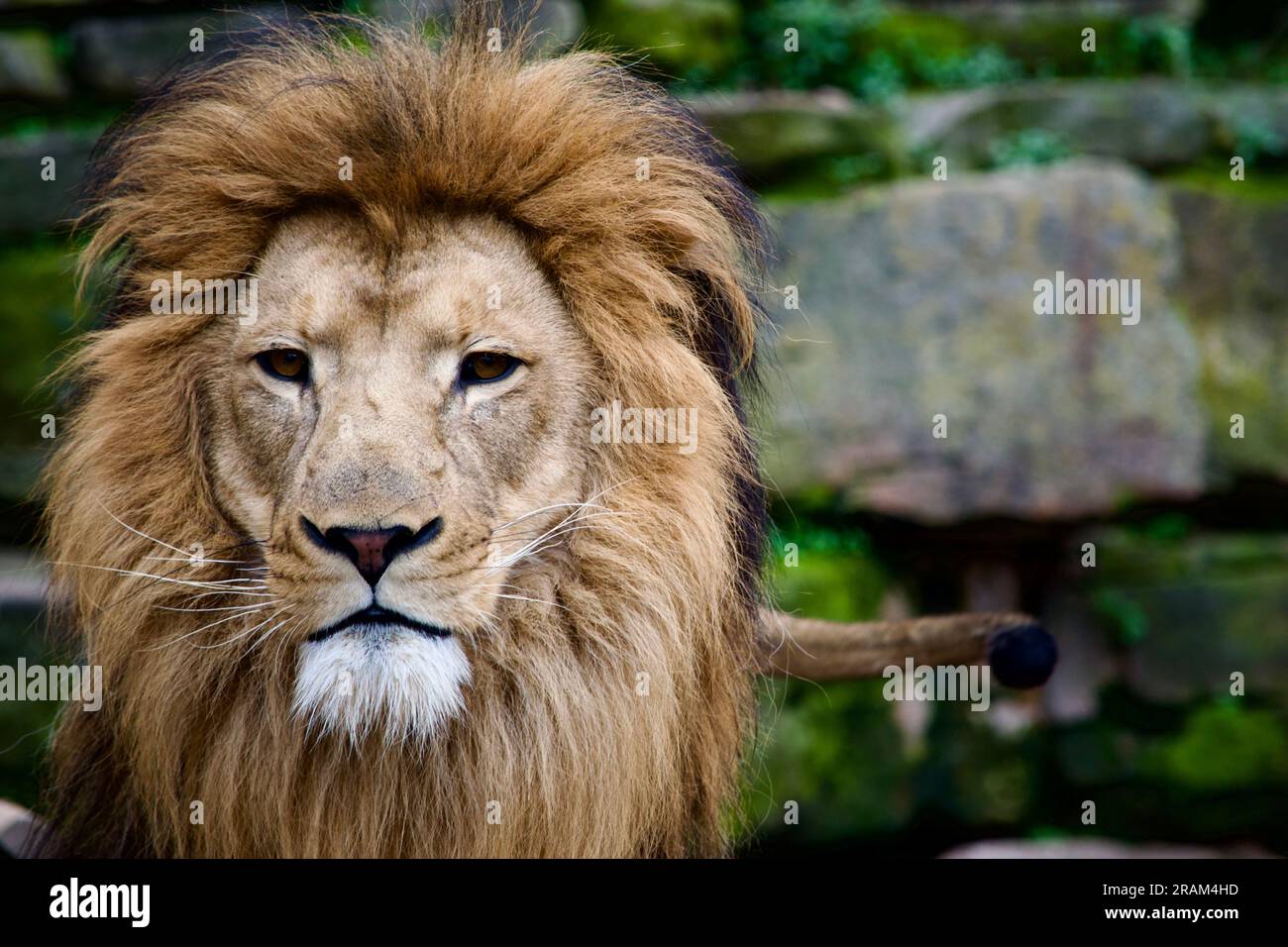 Portrait of a lion in a zoo Stock Photo - Alamy