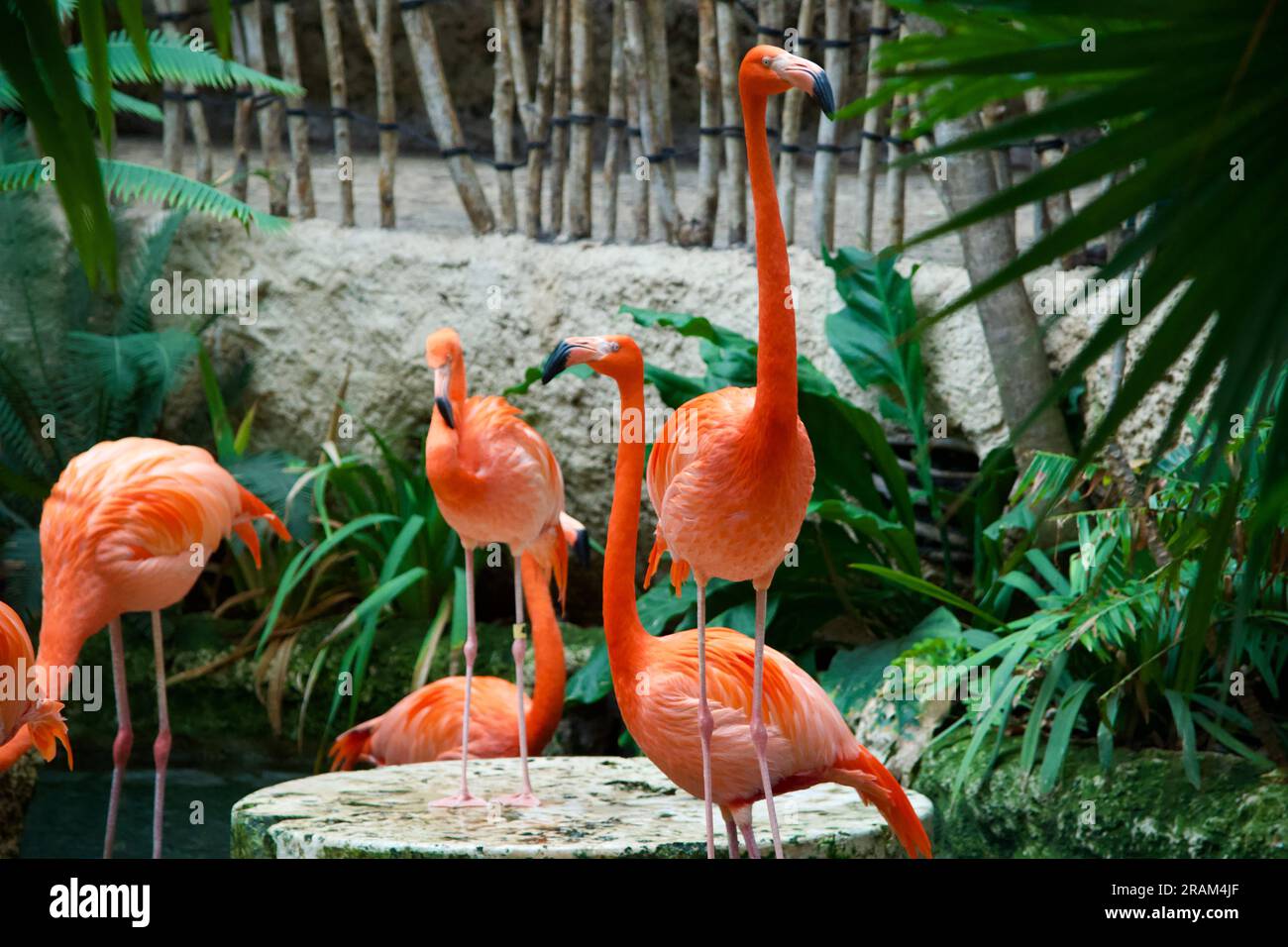 Flock of flamingos in a zoo Stock Photo