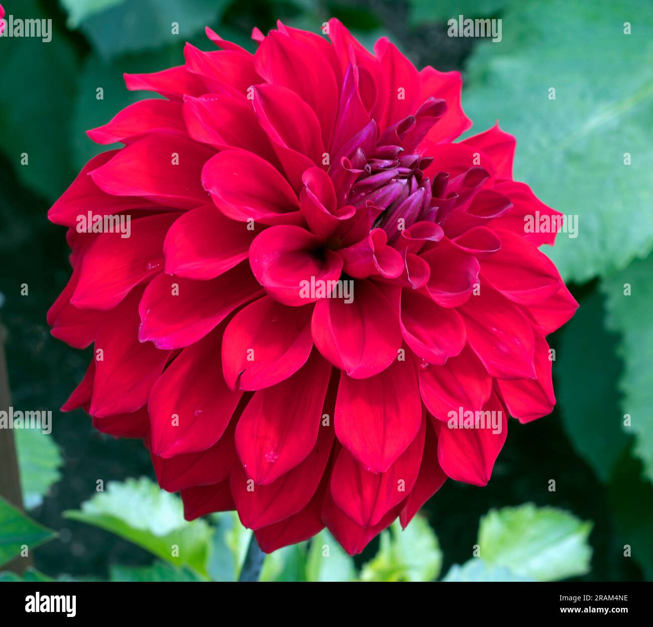 Medium sized dahlia stock photo alamy
