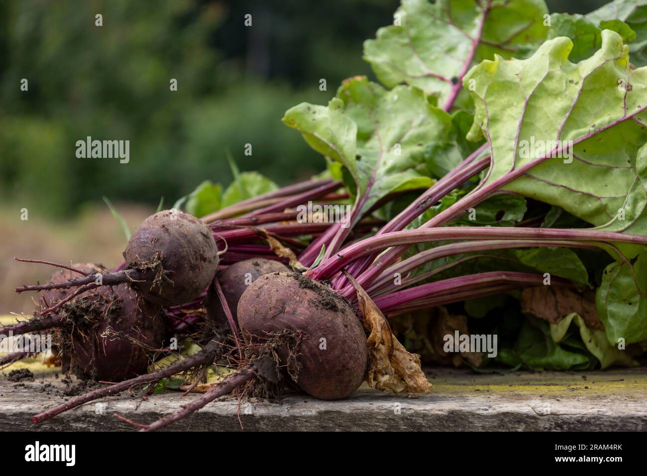 young, dirty, fresh beets on a board. Blurred background Stock Photo