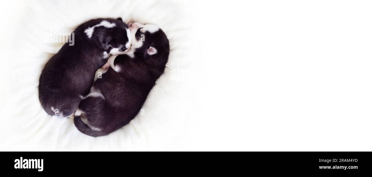 Two sleeping puppies of Siberian Husky are sleeping on a white blanket ...