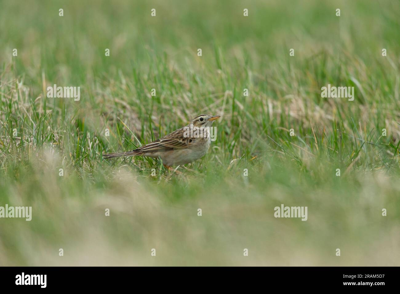 Richard's pipit Anthus richardii, first winter standing in grassland, Awre, Gloucestershire, UK, March Stock Photo
