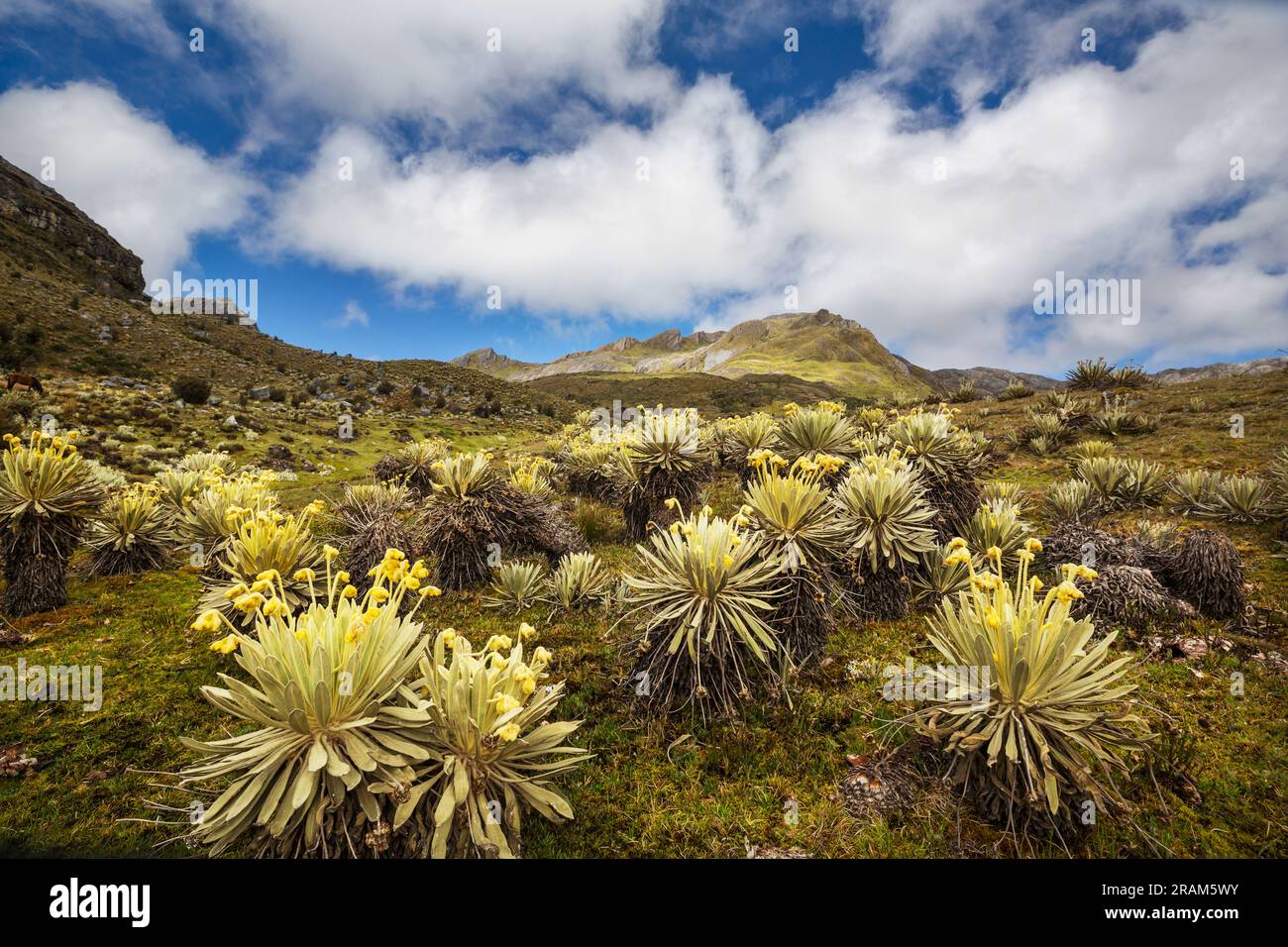 forest of frailejones or Espeletia, a beautiful plant in Colombian mountains, South America Stock Photo