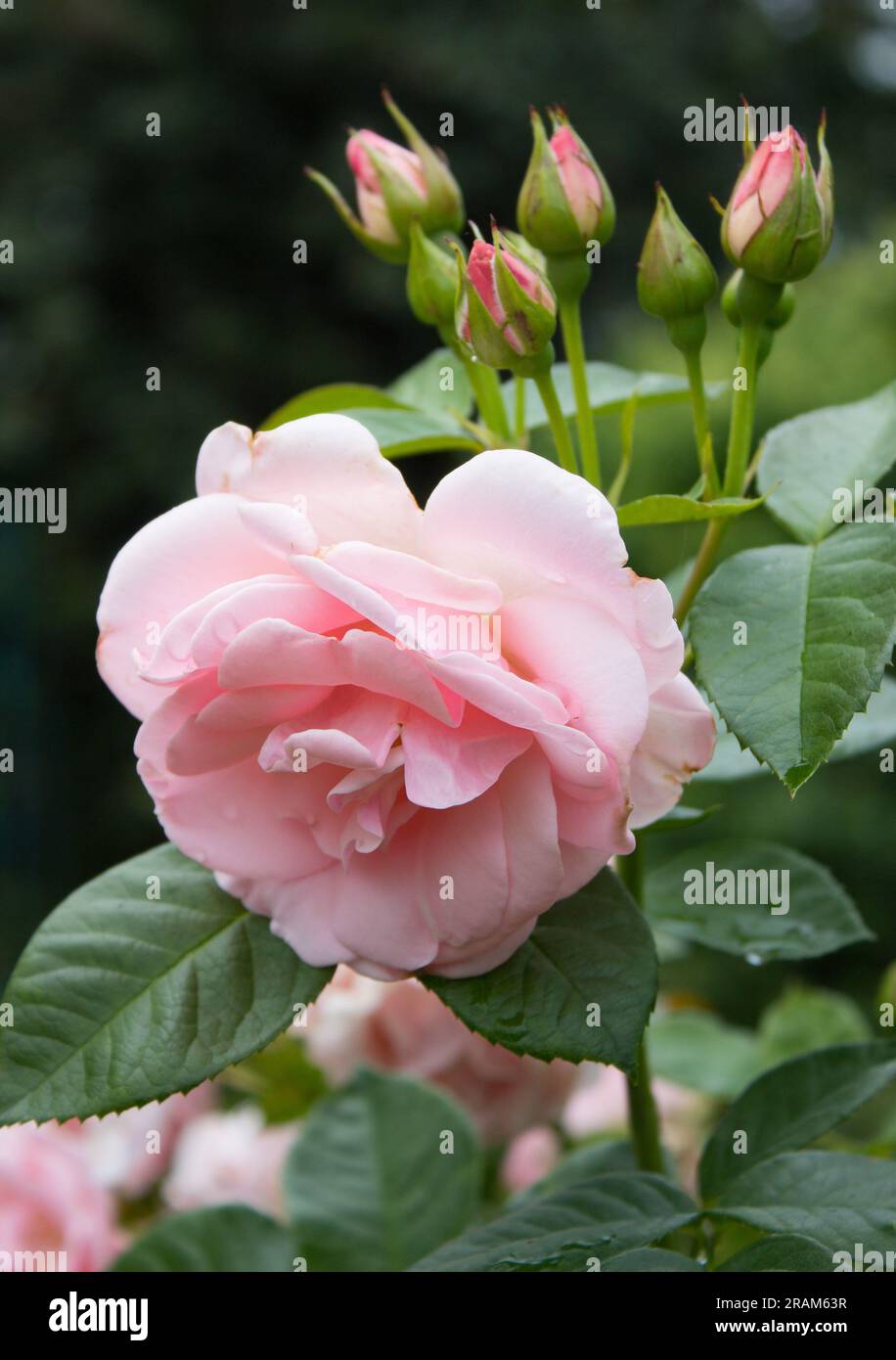 Delicate white-pink rose in the garden 5.07.2023 Bialystok Poland. Beautiful roses during summer growth. Stock Photo
