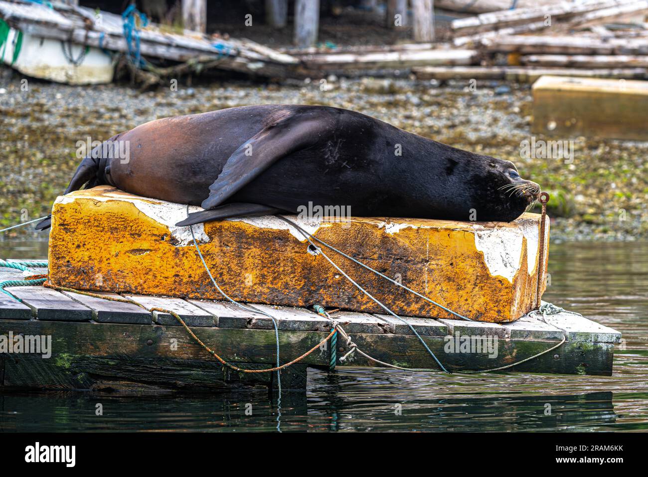 Male California Sea Lion (Zalophus californianus) on a Dock in Ucluelet, BC Stock Photo