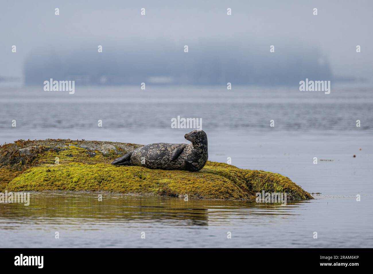 Harbor Seal (Phoca vitulina) Resting on a Rock Stock Photo