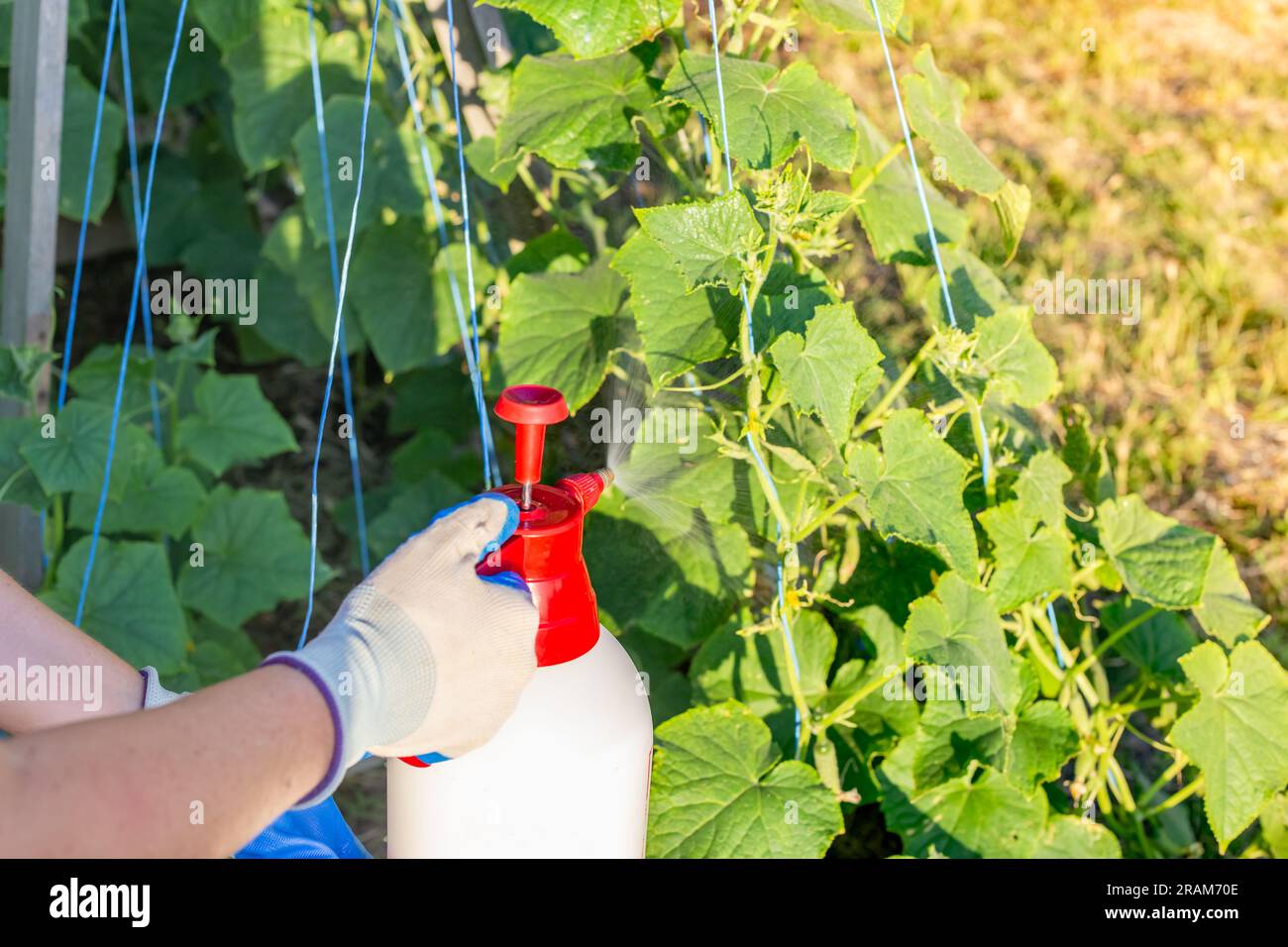 A gardener sprays a cucumber bed with a hand sprayer. Treatment of vegetable plants from pests and diseases. Stock Photo