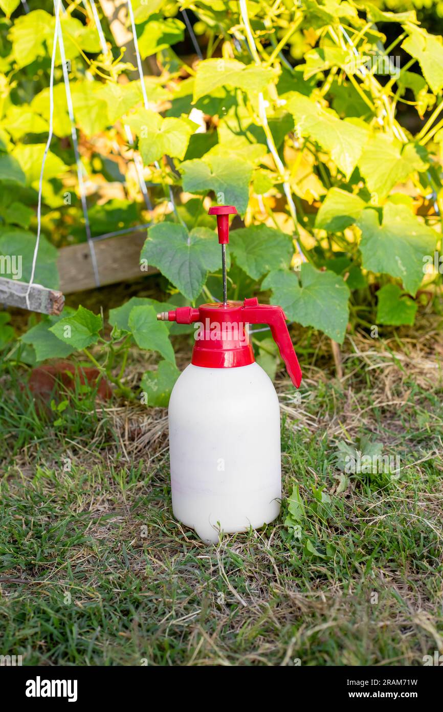 Hand sprayer for plants in the garden next to the cucumber bed. Spraying plants from pests and diseases. Stock Photo