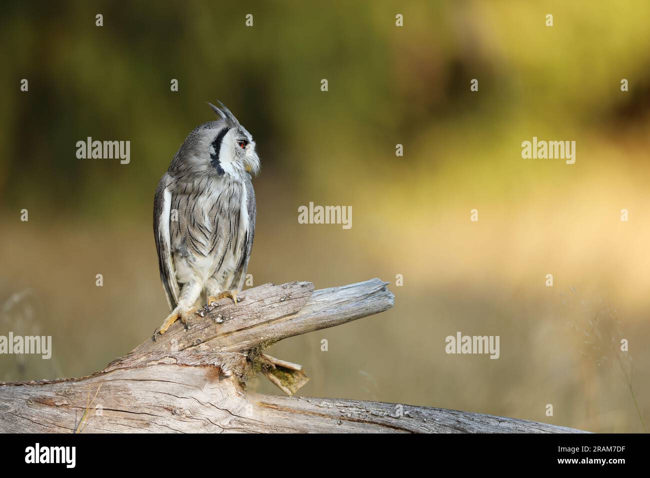 Northern white-faced owl , Ptilopsis leucotis, little owl in the nature habitat, sitting on the tree branch, yellow grass in backgroud Stock Photo