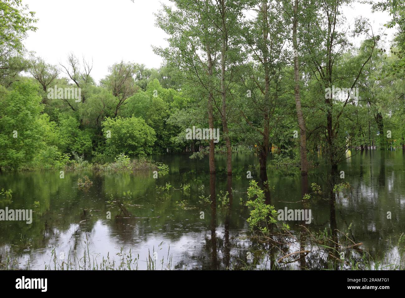 The consequences of flooding in the park, summer nature, Chernihiv, golden beach, city beach