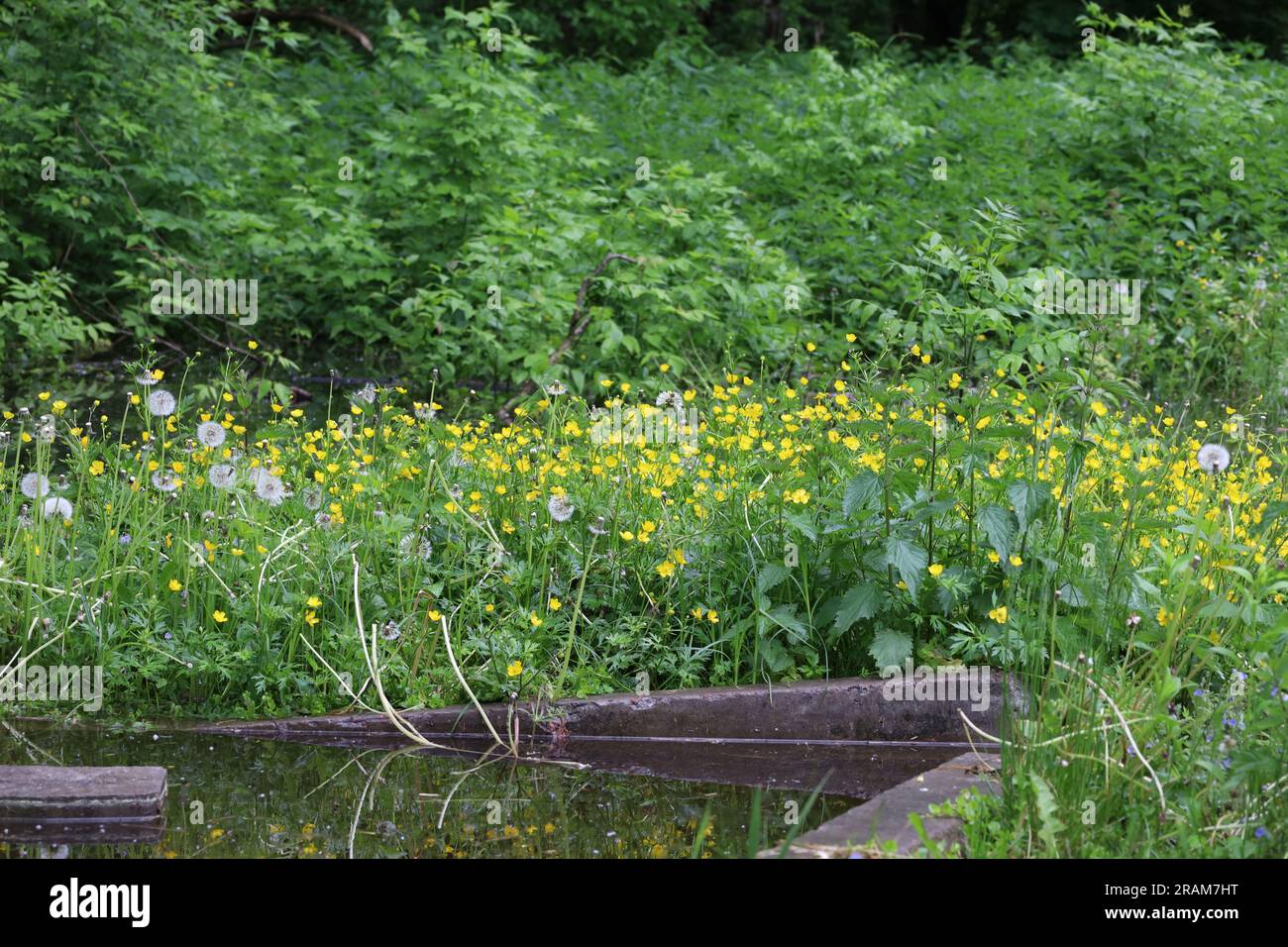 Yellow flowers in the summer forest Stock Photo