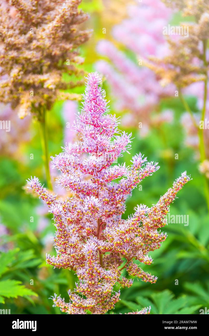 Chinese astilbe, Astilbe chinensis pumila, pink flowers in garden. It is a  perennial herb that grows near shaded streams and rivers. It is also common  Stock Photo - Alamy