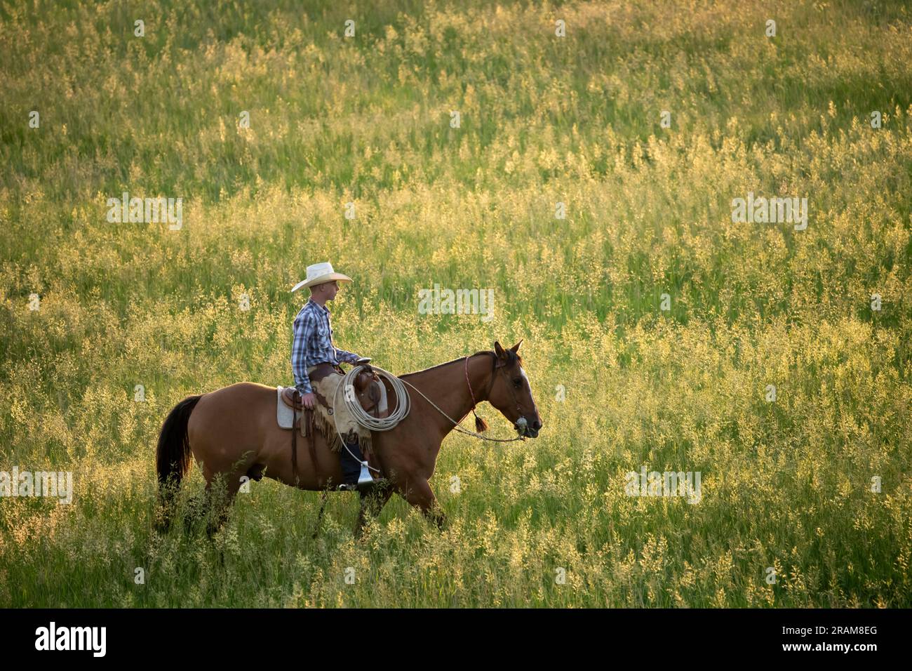Cowhand Sam riding horse in pasture at Dennis Ranch, Red Owl, South Dakota. Stock Photo