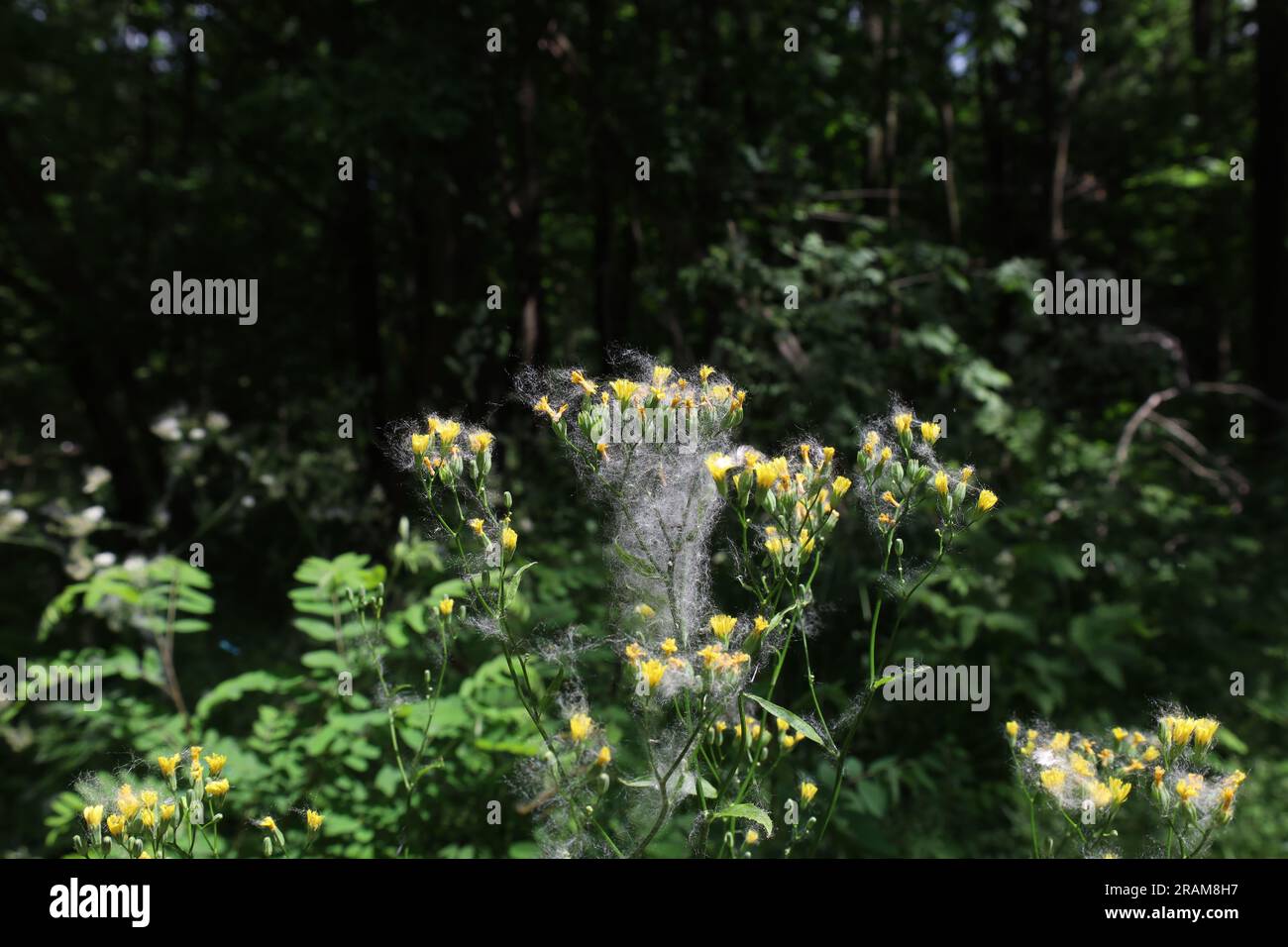 Poplar fluff in the summer forest, allergy season Stock Photo