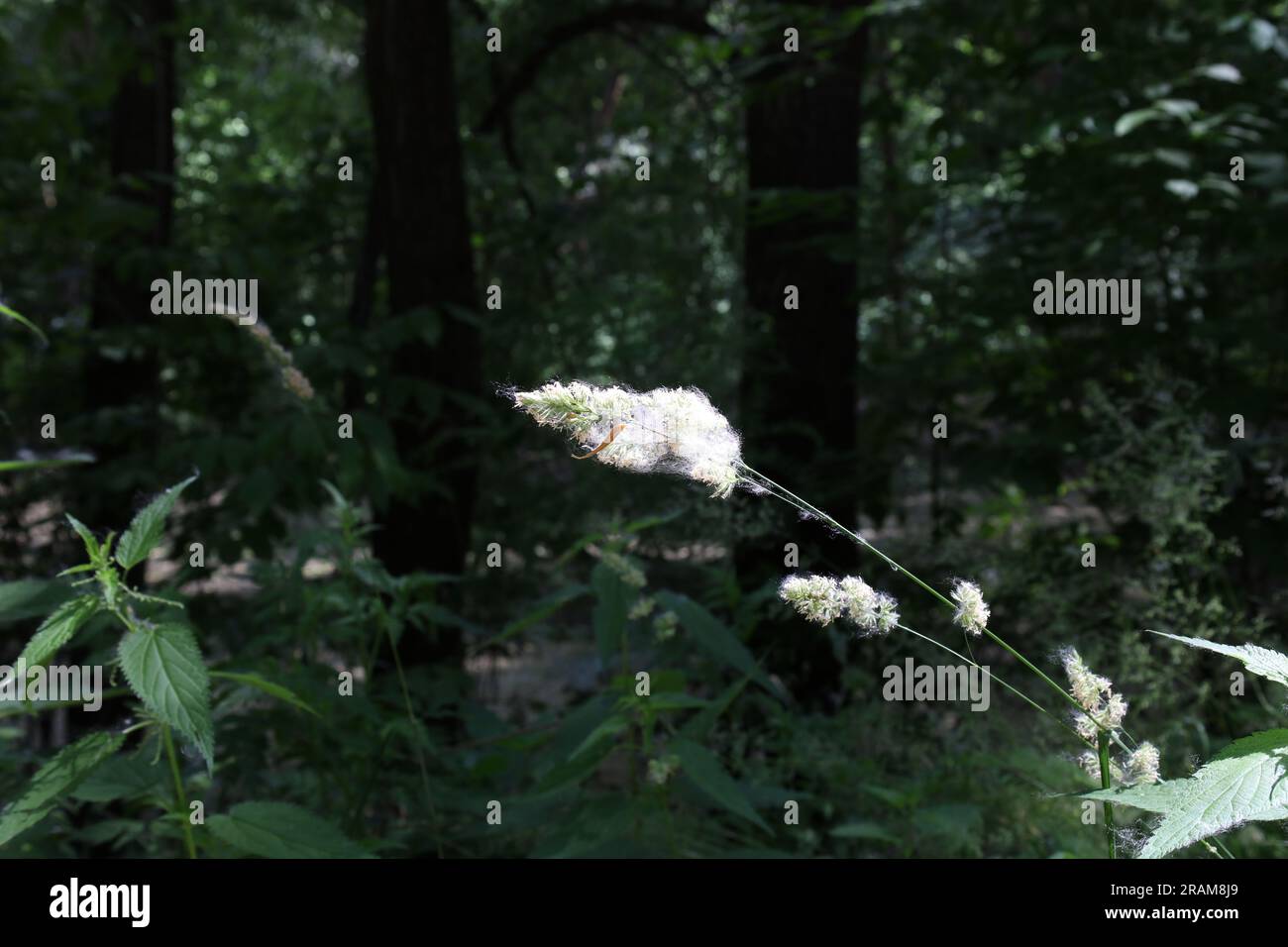 Poplar fluff in the summer forest, allergy season Stock Photo