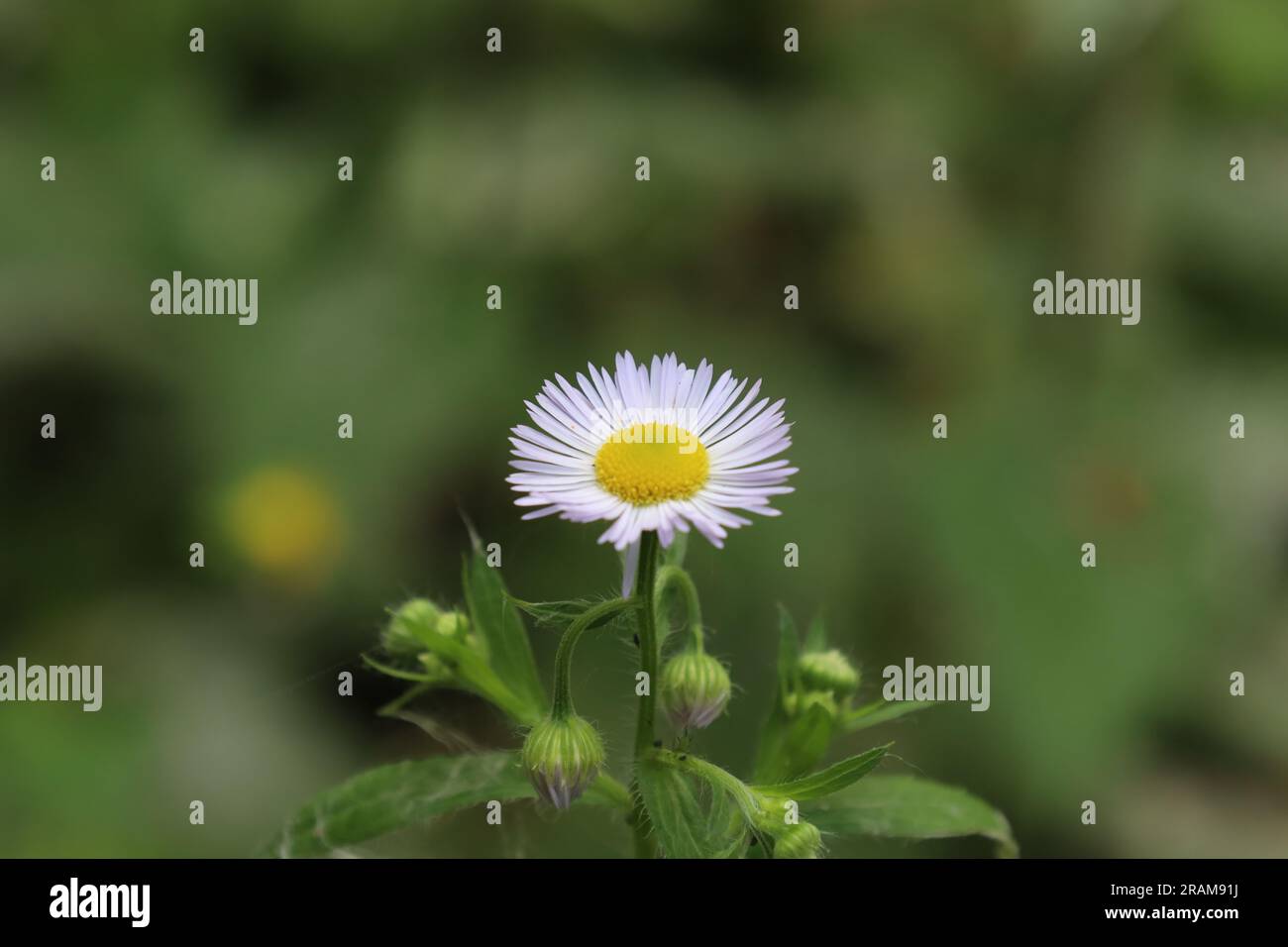 chamomile tribe in the summer meadow, white flowers Stock Photo - Alamy