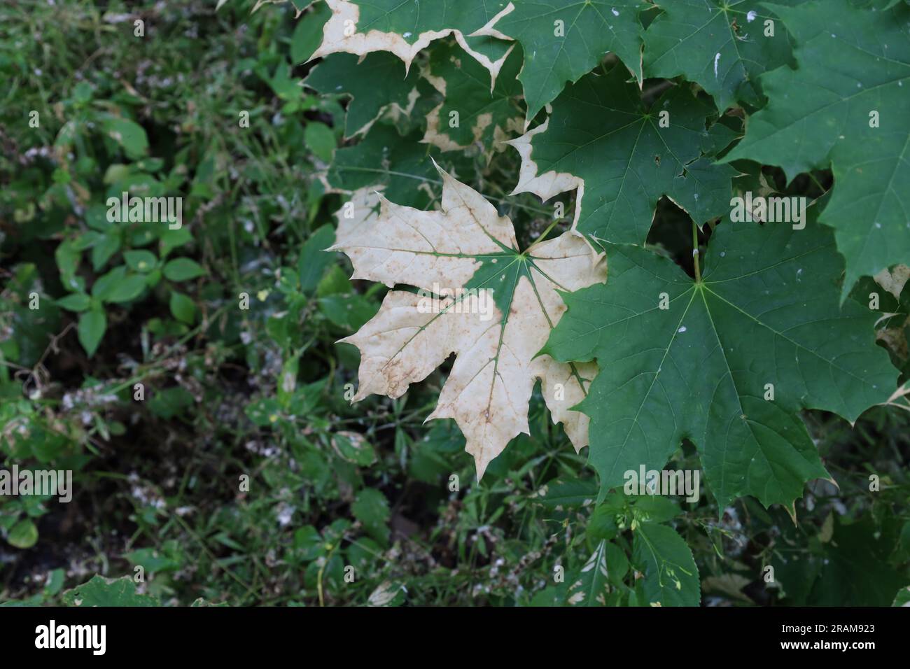 Acer platanoides leaves in the summer forest, sick tree, big leaf Stock Photo
