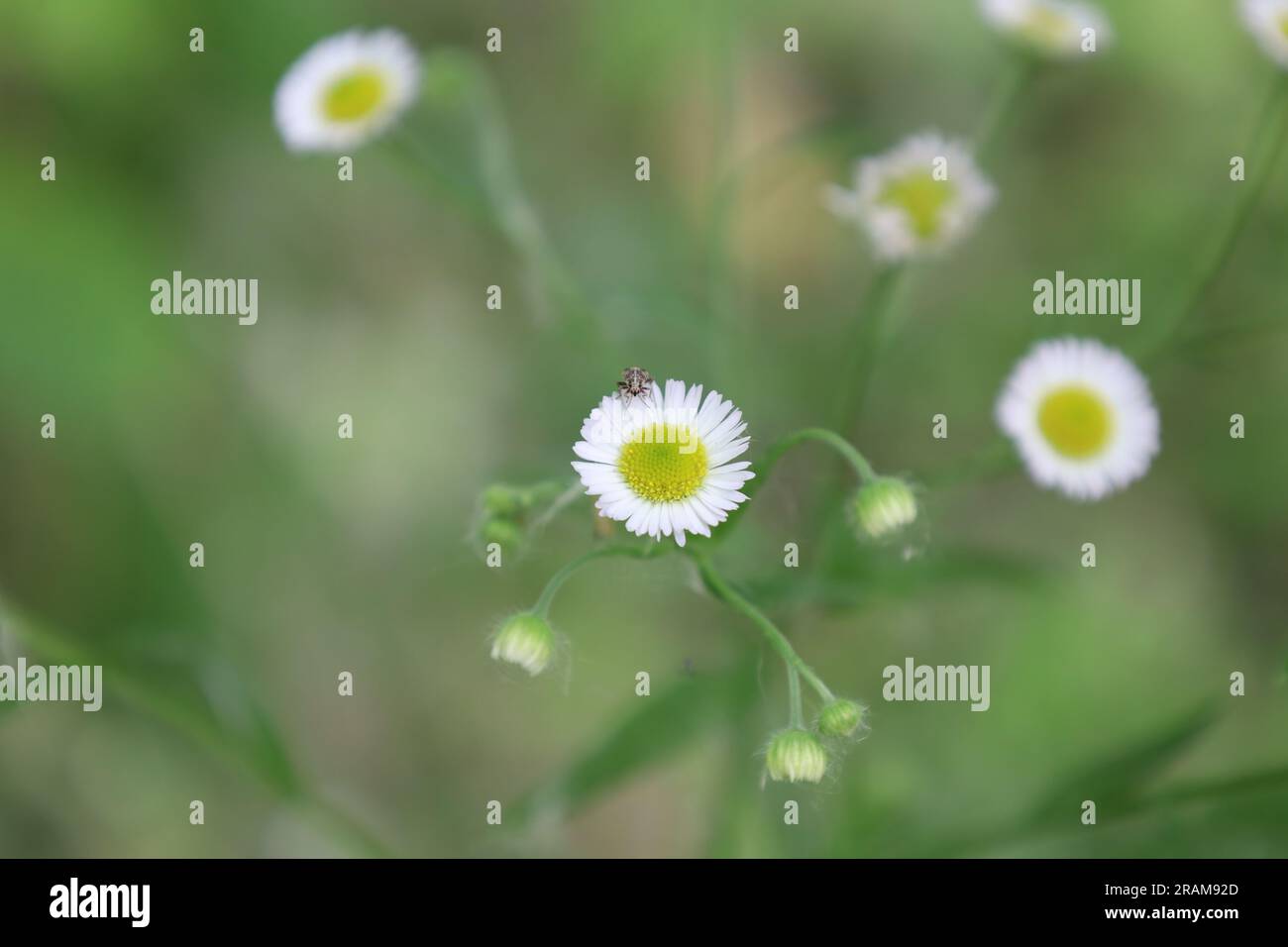 chamomile tribe in the summer meadow, white flowers Stock Photo - Alamy