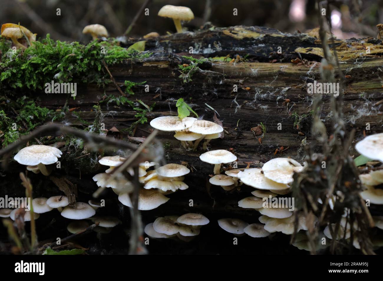 tiger sawgill in the forest, summer forest atmosphere, mushrooms Stock Photo