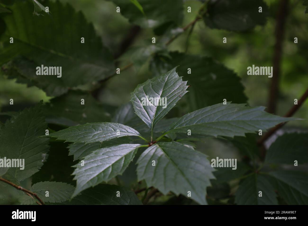 Parthenocissus inserta in the rainy forest Stock Photo
