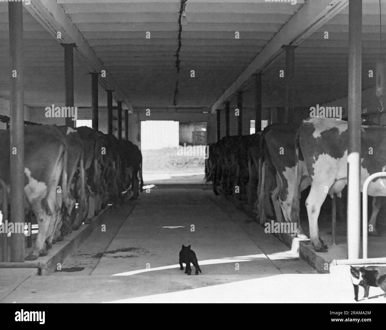 United States c. 1930 The farm cats heading into the barn looking for