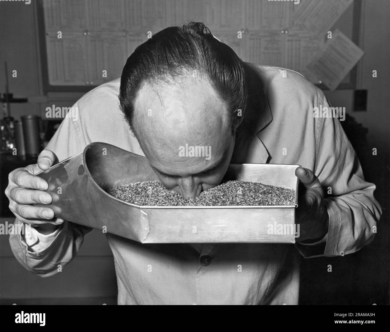 Baltimore, Maryland:  February 27, 1964 A Department of Agriculture employee tests a batch of grain by checking its aroma. Stock Photo