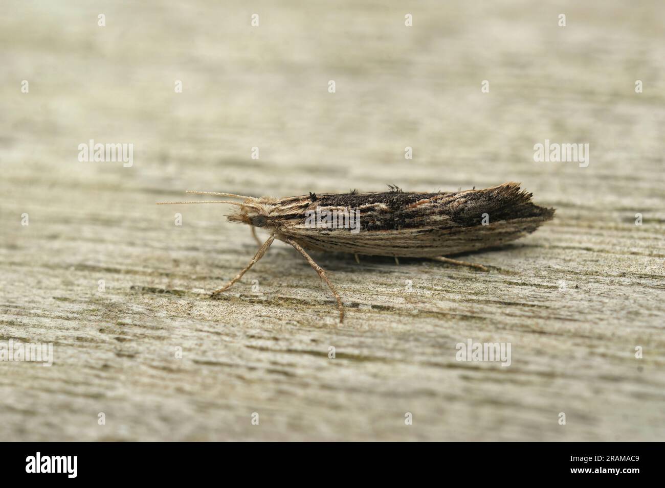 Detailed closeup on he small wainscot hooktip or smudge micro moth, Ypsolopha scabrella sitting on wood Stock Photo
