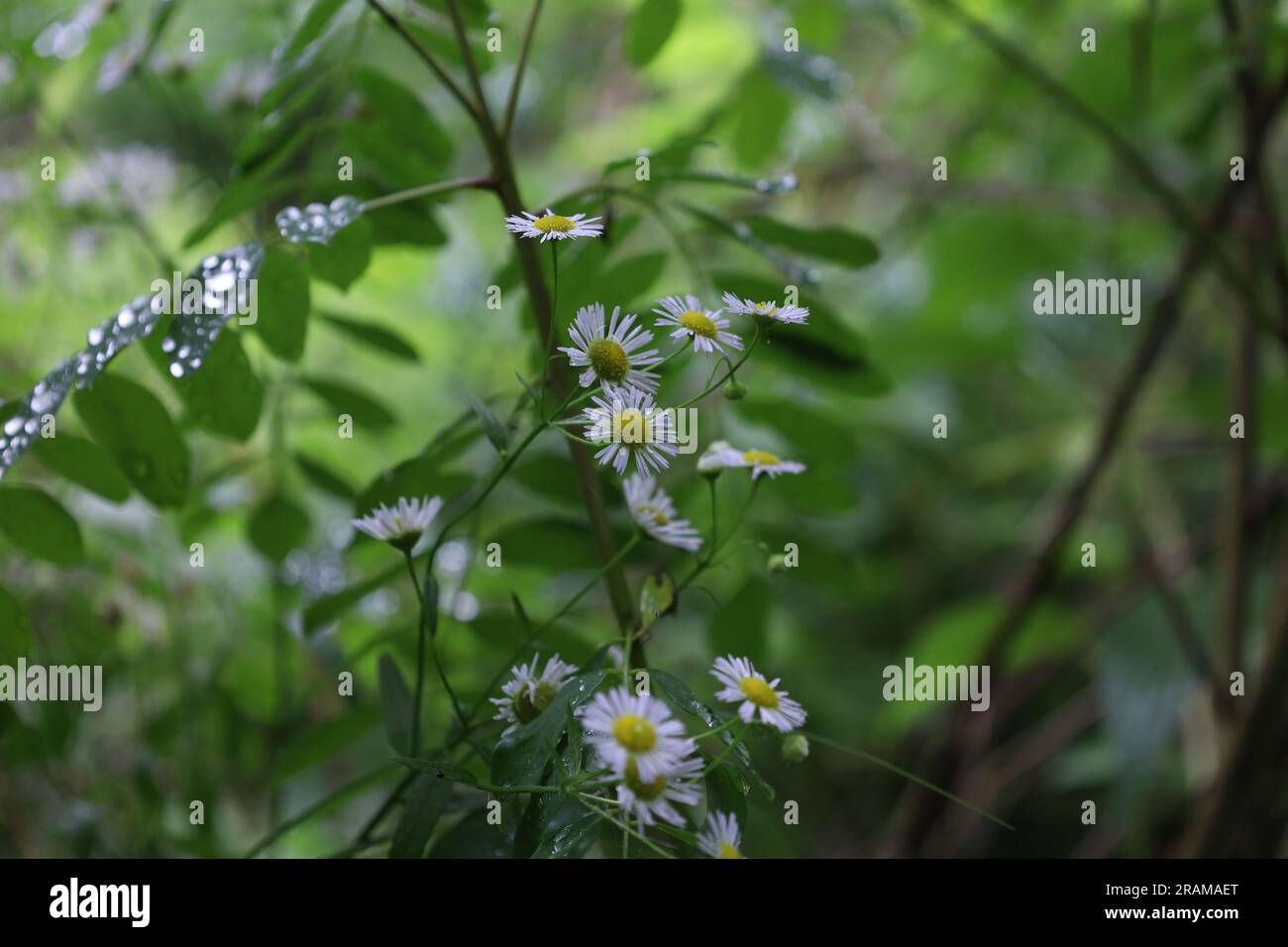 chamomile tribe in the summer rainy meadow, white flowers Stock Photo