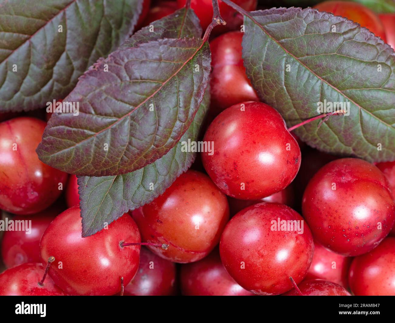 Cherry plums, Prunus cerasifera, in a closeup Stock Photo