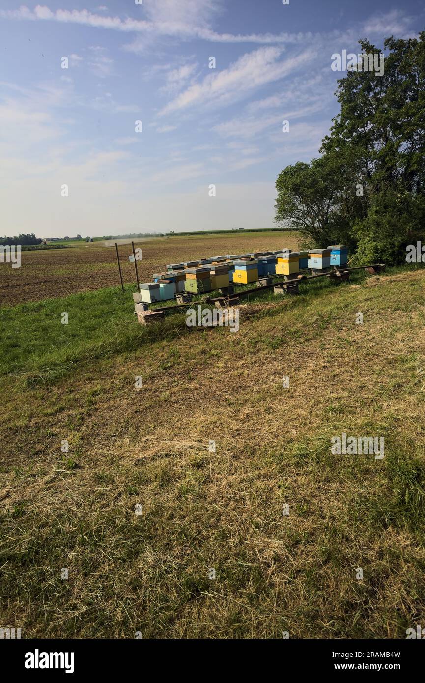 Beehives  next to a tree by the edge of a ploughed field on a summer day in the italian countryside Stock Photo