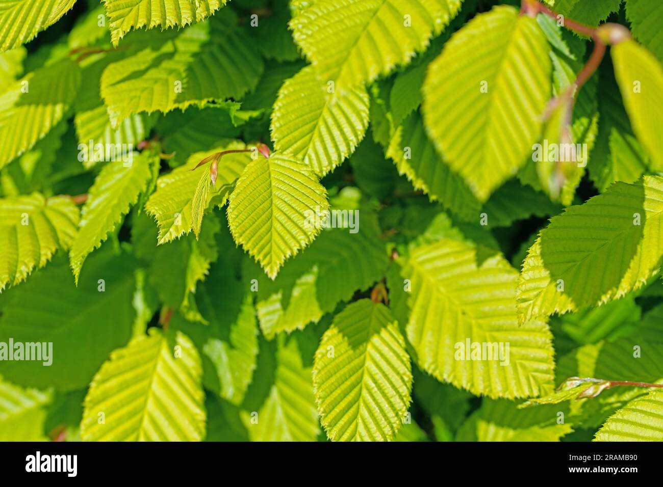 Young leaves of hornbeam, Carpinus betulus Stock Photo
