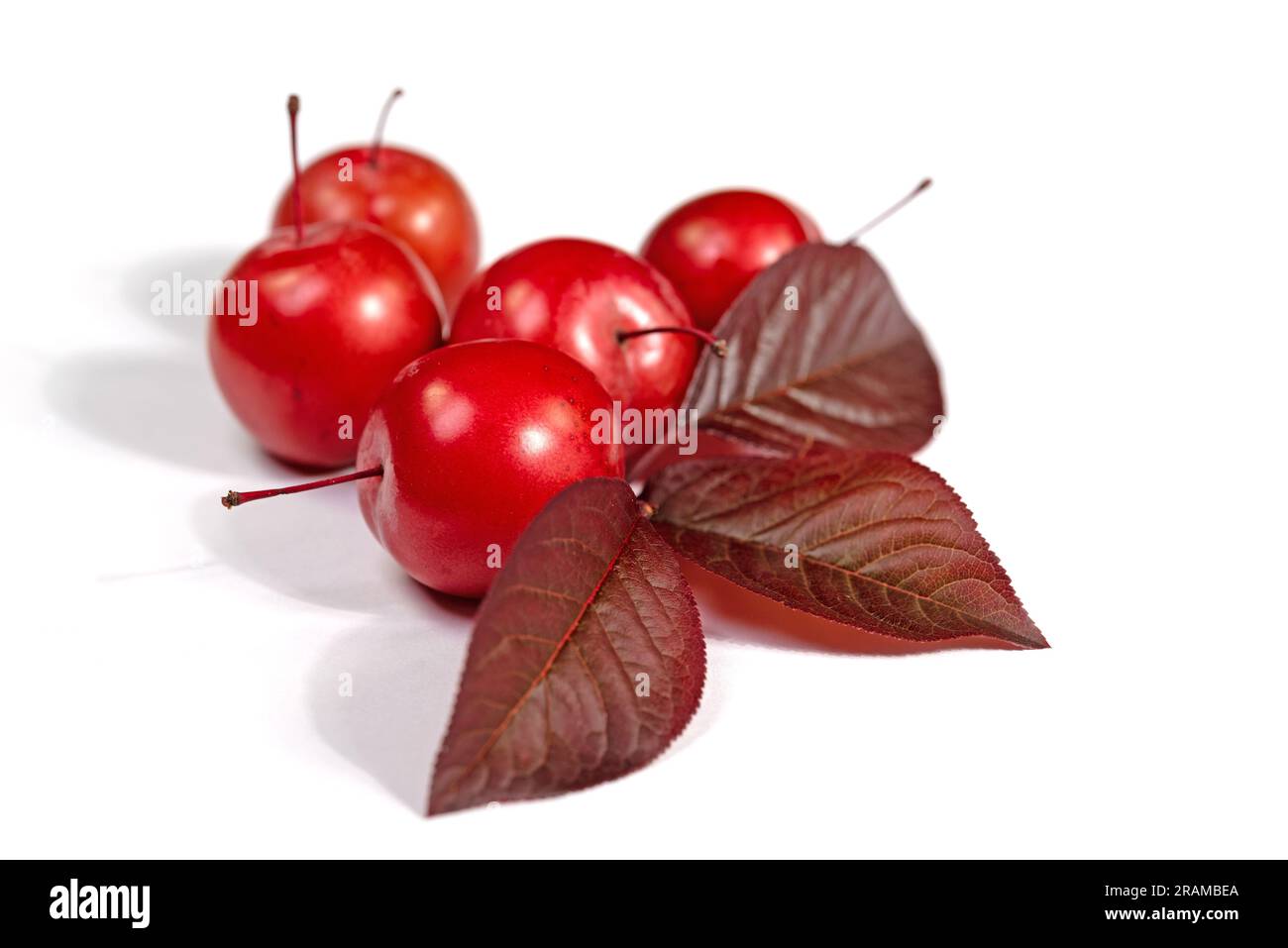 Cherry plums, Prunus cerasifera, against white background Stock Photo