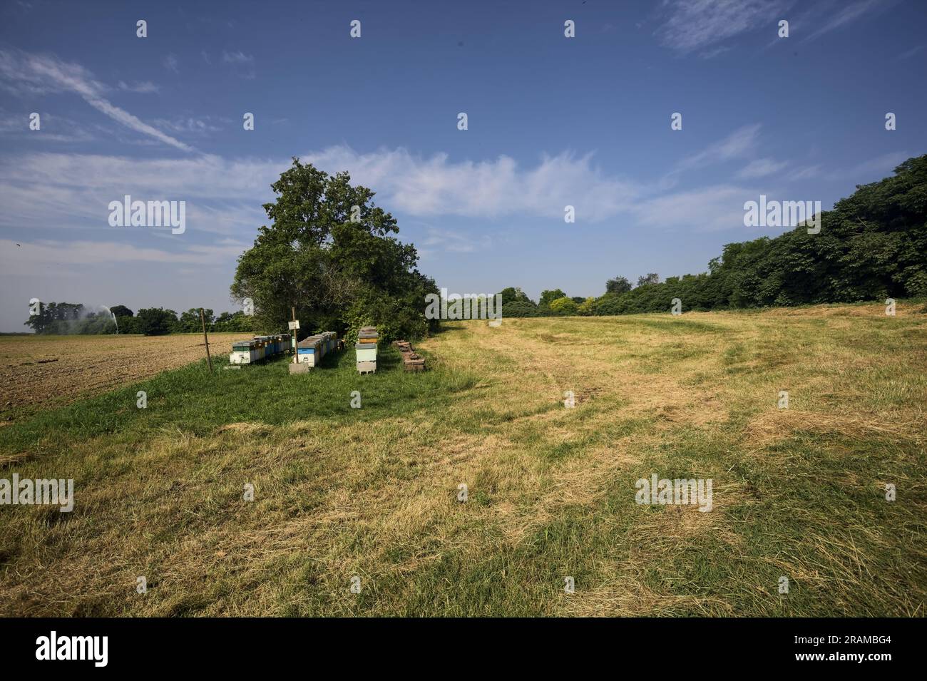 Beehives  next to a tree by the edge of a ploughed field on a summer day in the italian countryside Stock Photo