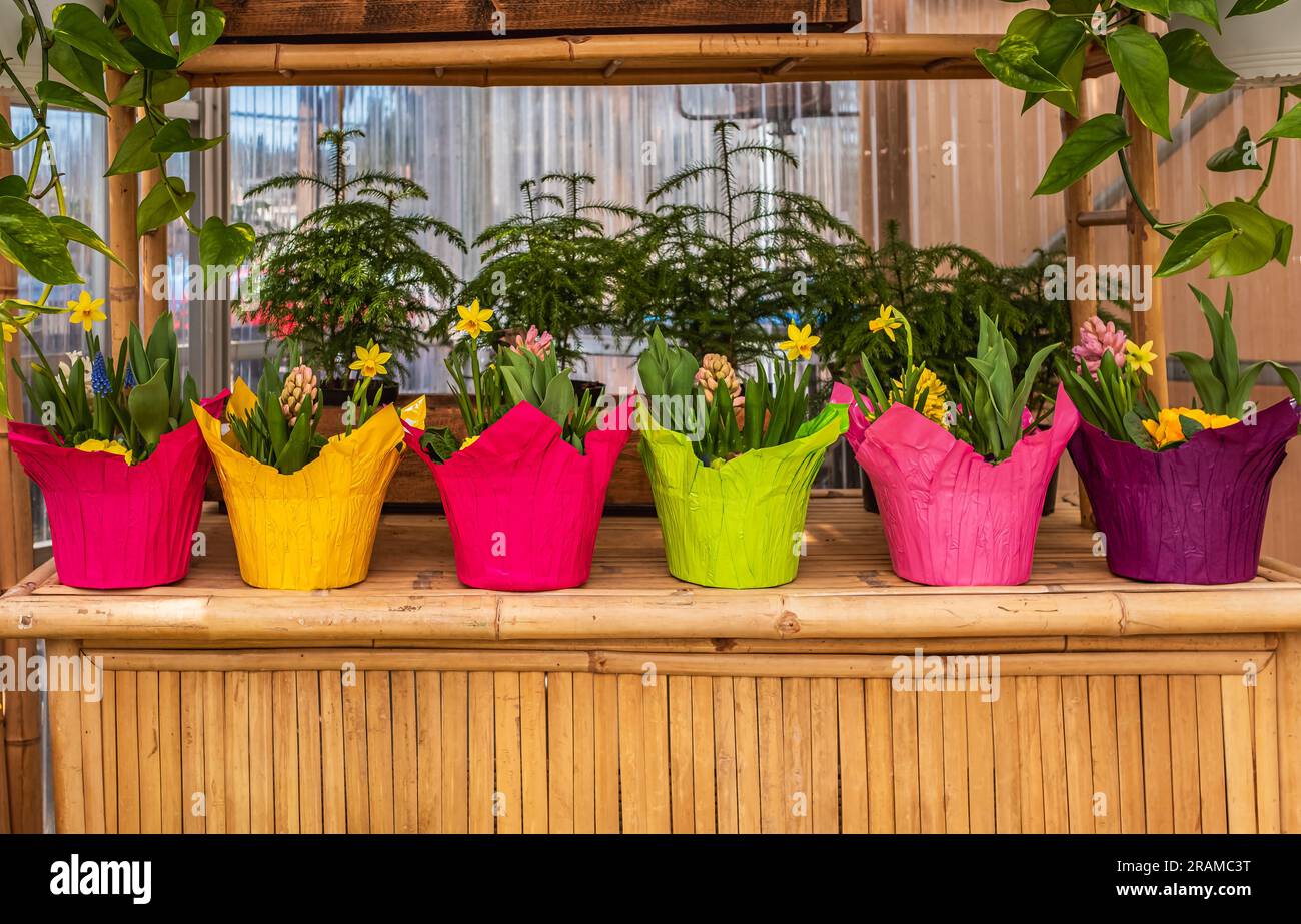 Colorful flower pot decorate, exterior design. Flowers in pots ready for transplanting. Collection set of houseplants in flower pot. Different beautif Stock Photo