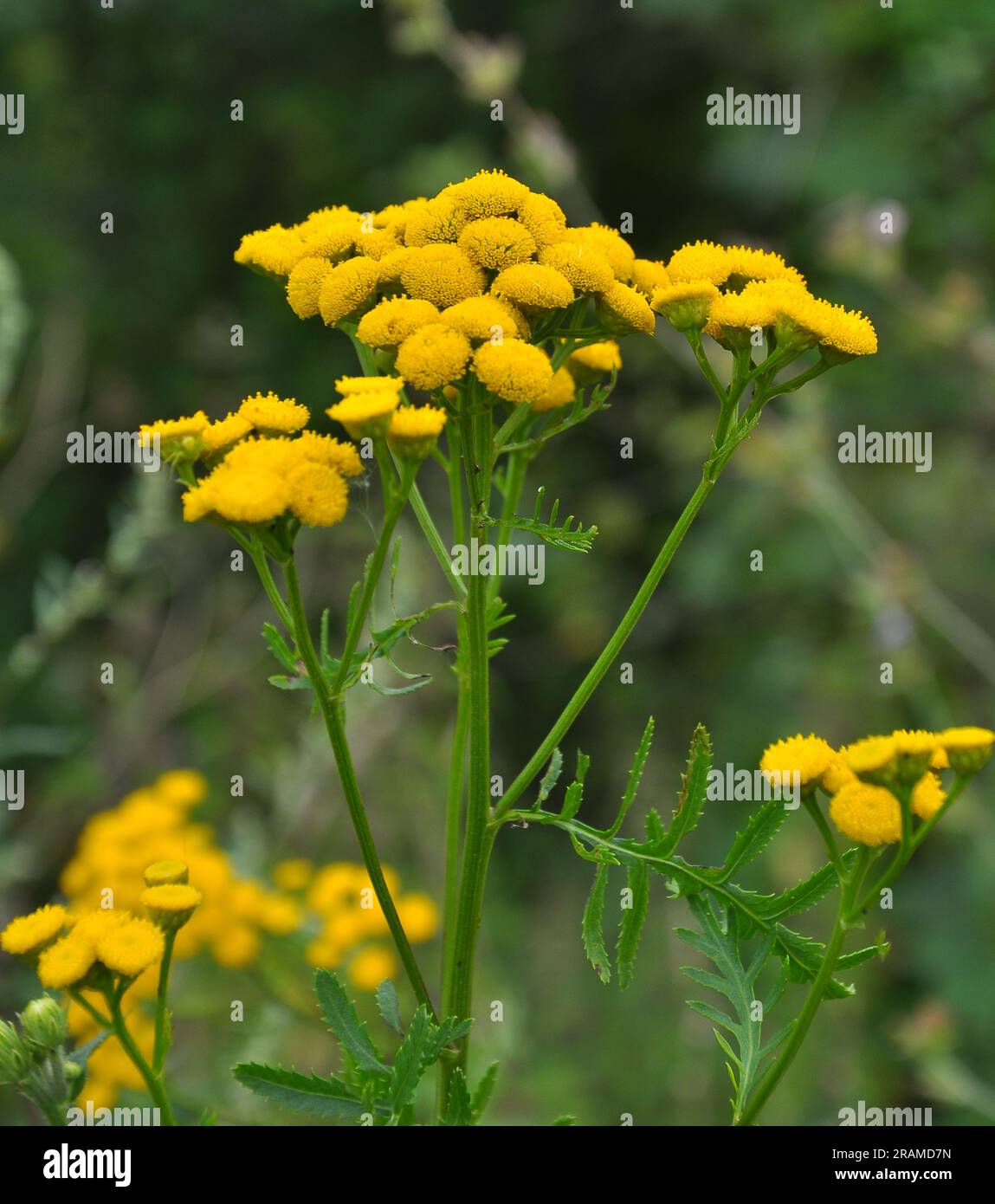 Tansy ordinary (Tanacetum vulgare) blooms in the meadow in the wild Stock Photo