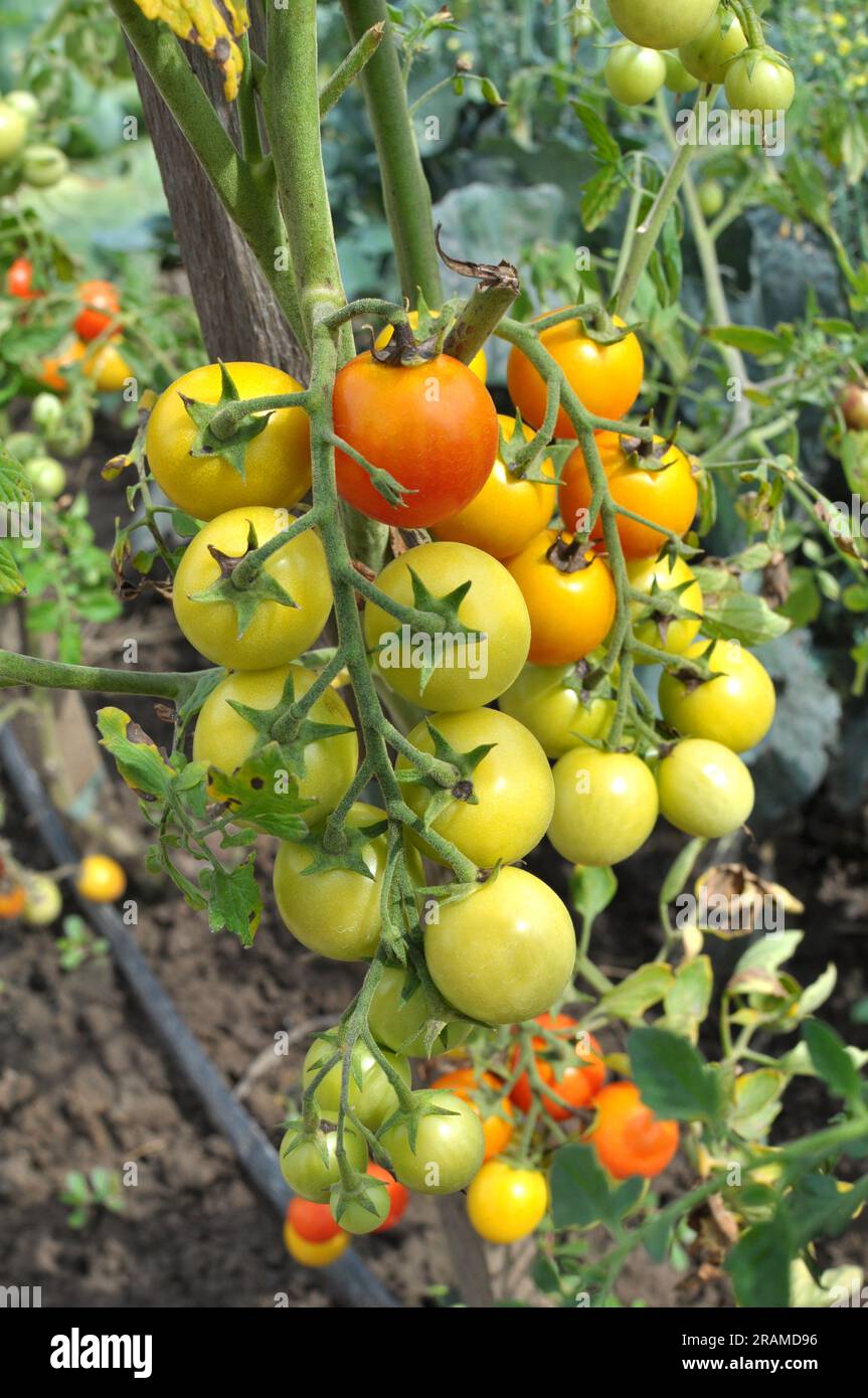 In the garden, cherry tomatoes grow in open ground Stock Photo - Alamy
