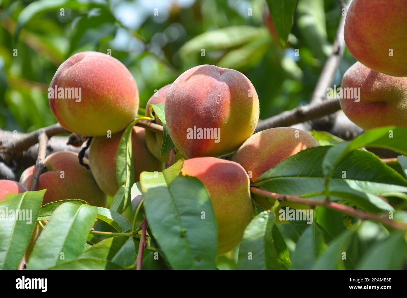 On the branch of a tree with green leaves grow ripe peach fruits Stock ...