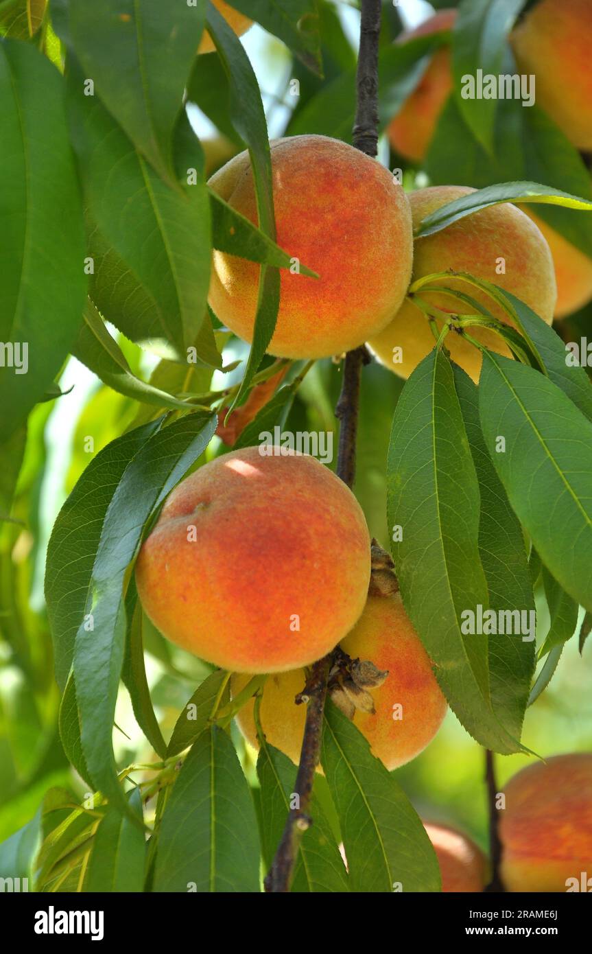 On the branch of a tree with green leaves grow ripe peach fruits Stock ...