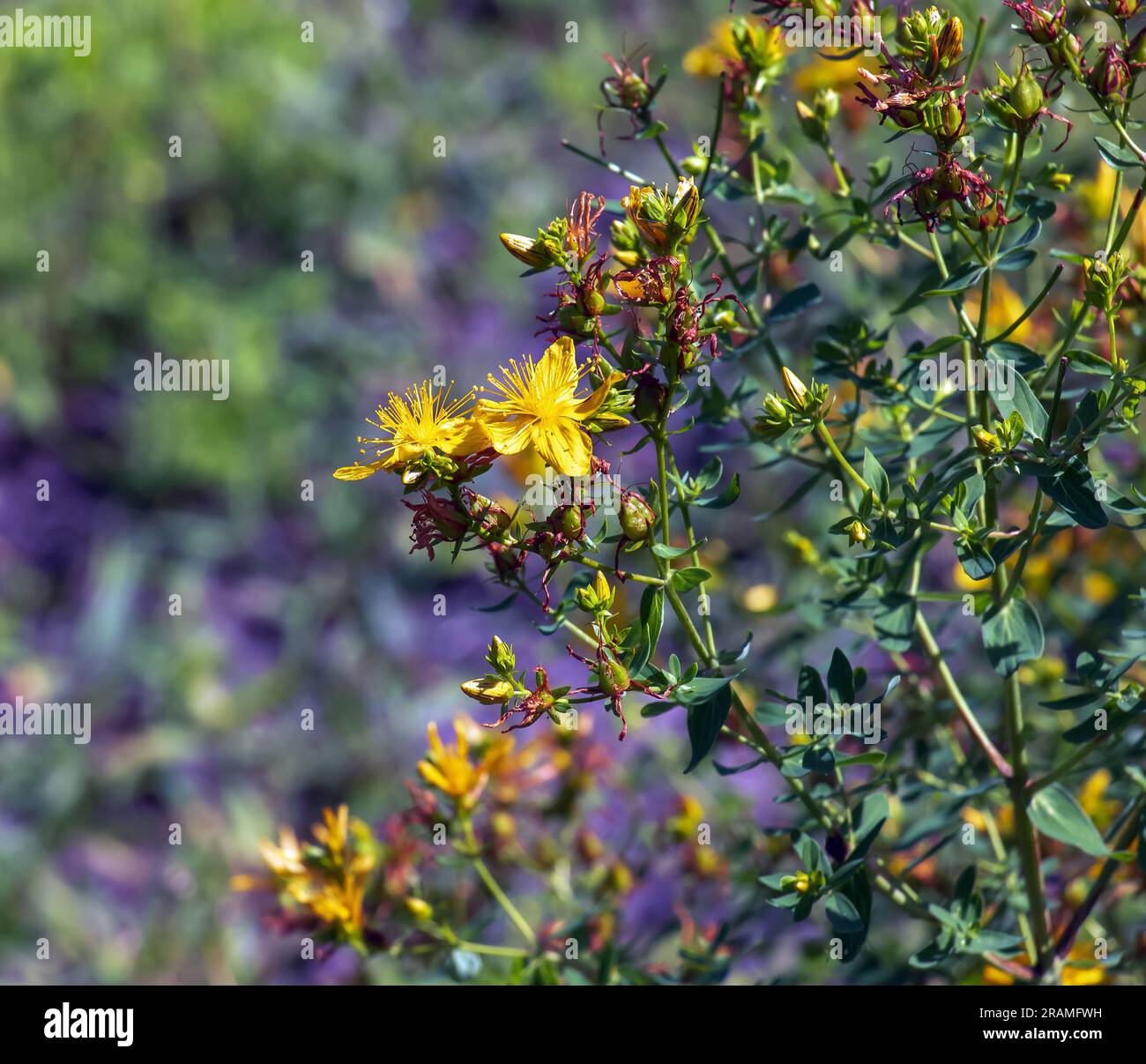 Close-up of a flowering medicinal herb St. John's wort. Latin name Hypericum perforatum L. Stock Photo