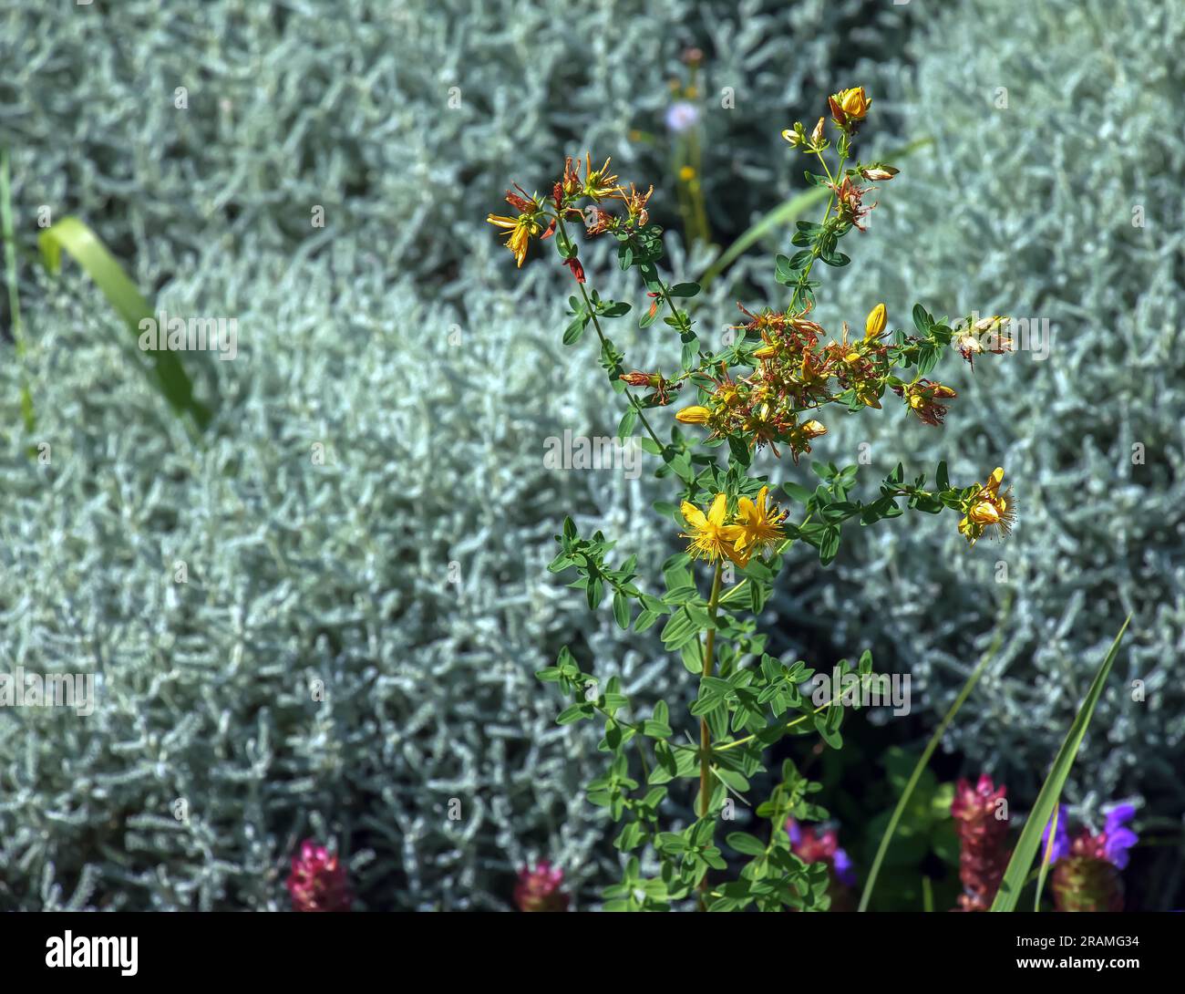 Close-up of a flowering medicinal herb St. John's wort. Latin name Hypericum perforatum L. Stock Photo
