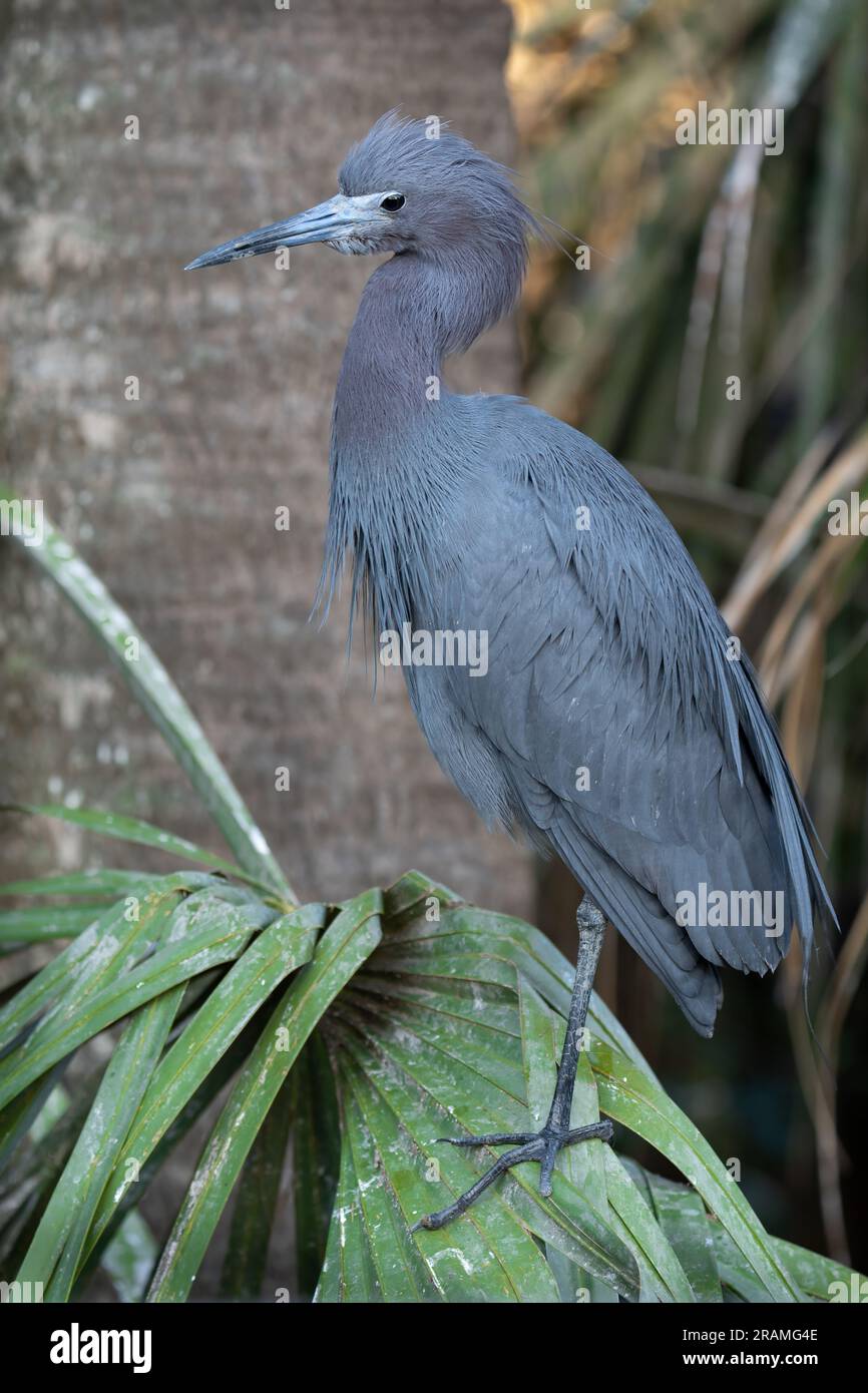 A little blue heron perched on a palm. Stock Photo