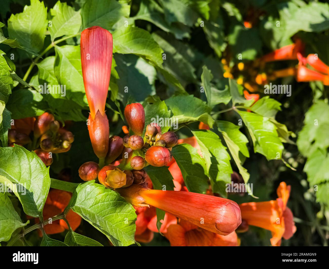 Beautiful red flowers of the trumpet vine or trumpet creeper Campsis radicans. Campsis Flamenco bright orange flowers winding over the fence in greene Stock Photo