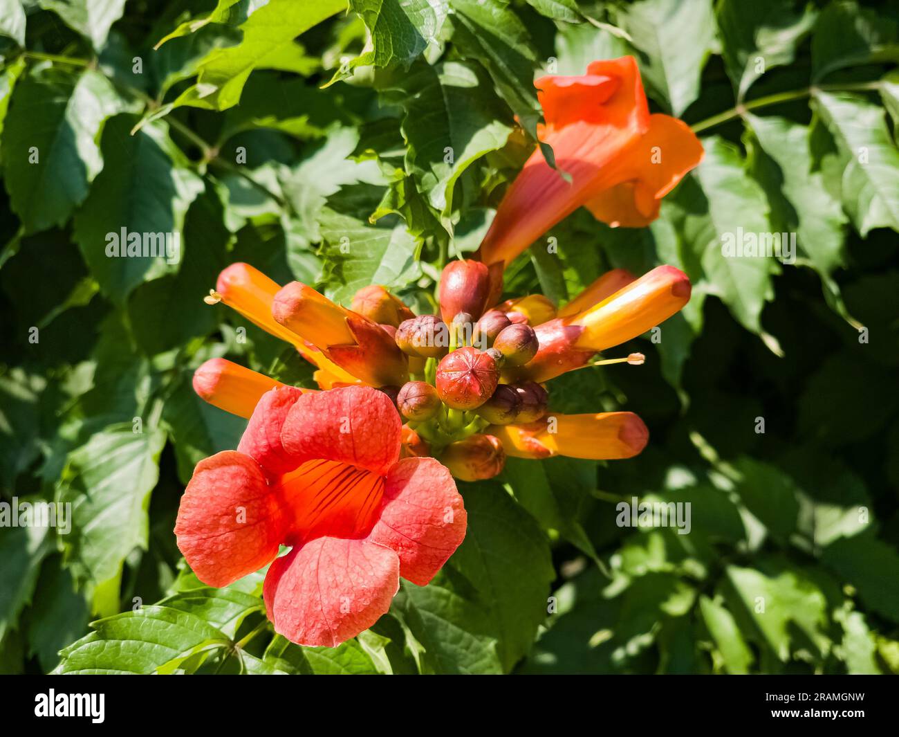 Beautiful red flowers of the trumpet vine or trumpet creeper Campsis radicans. Campsis Flamenco bright orange flowers winding over the fence in greene Stock Photo
