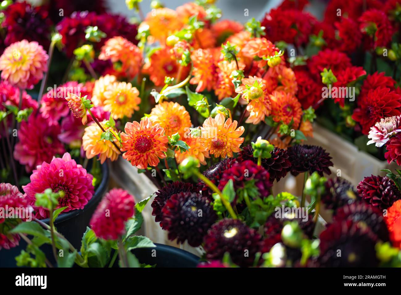 Beautiful colorful dahlia flowers sold in outdoor flower shop in