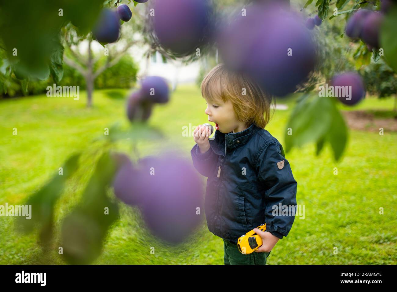 Cute toddler boy eating fresh ripe plums from a plum tree. Harvesting